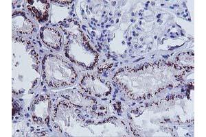 Immunohistochemical staining of paraffin-embedded Human Kidney tissue using anti-FXN mouse monoclonal antibody.
