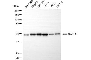 Western blotting analysis using MAT1A antibody (ABIN7799379).