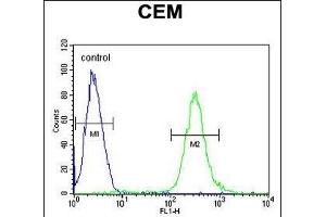 MCAF2 Antibody (Center) (ABIN654466 and ABIN2844199) flow cytometric analysis of CEM cells (right histogram) compared to a negative control cell (left histogram).