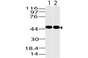 Image no. 1 for anti-Kruppel-Like Factor 15 (KLF15) (AA 50-300) antibody (ABIN5027330)