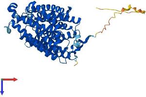 AlphaFold protein structure predicition of Human Recombinant RHCG Protein, UniprotID Q9UBD6