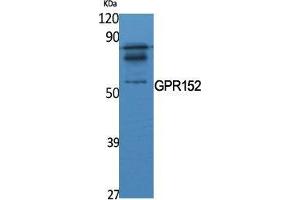 Western Blot (WB) analysis of specific cells using GPR152 Polyclonal Antibody. (GPR152 anticorps  (N-Term))