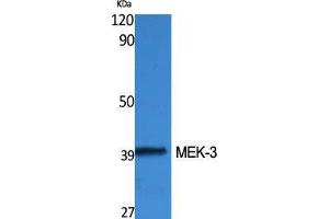 Western Blot (WB) analysis of specific cells using MEK-3 Polyclonal Antibody. (MAP2K3 anticorps  (Thr383))