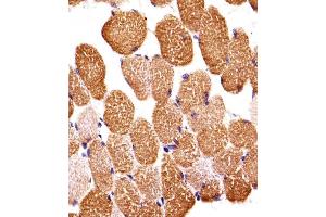 Immunohistochemical analysis of paraffin-embedded H.