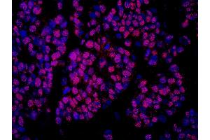 Immunofluorescence (IF) image for anti-Cofactor of BRCA1 (COBRA1) (AA 530-580) antibody (ABIN7448942) (COBRA1 anticorps  (AA 530-580))