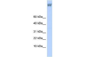 ZNF644 antibody used at 0.