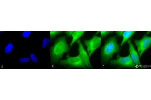 Immunocytochemistry/Immunofluorescence analysis using Rabbit Anti-HO-1 Polyclonal Antibody . (HMOX1 anticorps  (Biotin))