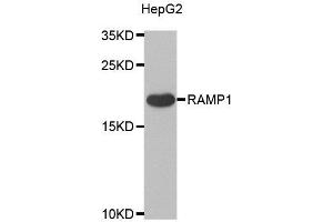 Western blot analysis of extracts of various cell lines, using RAMP1 antibody. (RAMP1 anticorps)