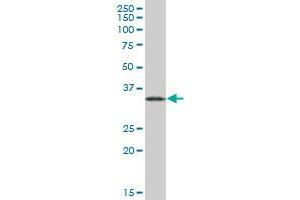 EEF1D MaxPab polyclonal antibody.