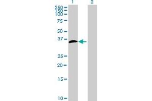 Western Blot analysis of CCDC59 expression in transfected 293T cell line by CCDC59 MaxPab polyclonal antibody. (CCDC59 anticorps  (AA 1-241))