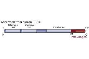 Image no. 3 for anti-Protein-tyrosine Phosphatase 1C (PTPN6) (AA 492-597) antibody (ABIN967767) (SHP1 anticorps  (AA 492-597))