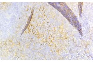 ABIN6260659 and ABIN6268684 at 1/100 staining Rat spleen tissue sections by IHC-P. (CD8B anticorps  (Internal Region))
