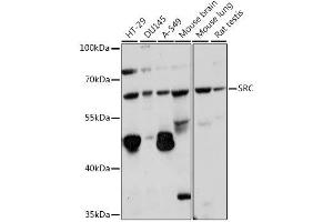 Western blot analysis of extracts of various cell lines, using SRC antibody.