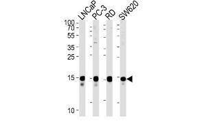 Western Blotting (WB) image for anti-Transcription Elongation Factor A (SII)-Like 1 (TCEAL1) antibody (ABIN2999497) (TCEAL1 anticorps)