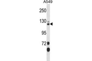 Western Blotting (WB) image for anti-SEC23 Interacting Protein (SEC23IP) antibody (ABIN2998038) (SEC23IP anticorps)