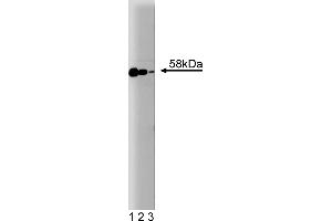 Western Blotting (WB) image for anti-Smad2/3 Transcription Factor (SMAD2/3) (AA 142-263) antibody (ABIN968209)