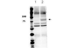 Western Blot of Rabbit anti-Stat3 pY705 antibody. (STAT3 anticorps  (Internal Region, pTyr705))