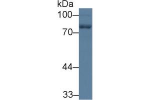 Western Blot; Sample: Rat Cerebrum lysate; Primary Ab: 1µg/ml Rabbit Anti-Human NEFL Antibody Second Ab: 0. (NEFL anticorps  (AA 281-396))