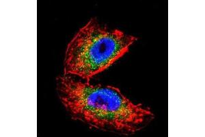 Immunofluorescence (IF) image for anti-Acetylcholinesterase (AChE) antibody (ABIN3003530)