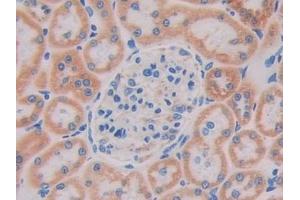 Detection of SIGIRR in Rat Kidney Tissue using Polyclonal Antibody to Single Ig IL1 Related Receptor (SIGIRR)