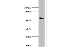 Western blot All lanes: Pancreatic alpha-amylase antibody at 6 μg/mL + Mouse liver tissue Secondary Goat polyclonal to rabbit IgG at 1/10000 dilution Predicted band size: 58, 31 kDa Observed band size: 58 kDa (AMY2A anticorps  (AA 242-511))