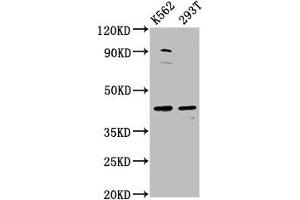Western Blot Positive WB detected in: K562 whole cell lysate, 293T whole cell lysate All lanes: XKR8 antibody at 3. (XKR8 anticorps  (AA 69-158))