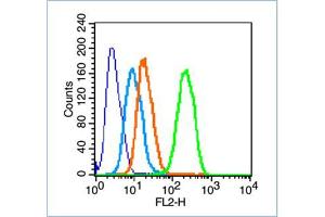 HeLa cells probed with GAP43 Polyclonal Antibody, unconjugated  at 1:100 dilution for 30 minutes compared to control cells (blue) and isotype control (orange)