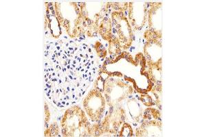Immunohistochemical analysis of paraffin-embedded H.