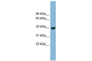 IMPAD1 antibody used at 1 ug/ml to detect target protein. (IMPAD1 anticorps  (N-Term))