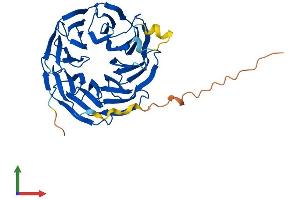 AlphaFold protein structure predicition of Human Recombinant WDR86 Protein, UniprotID Q86TI4