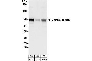 anti-Taxilin gamma (TXLNG) (AA 475-525) antibody