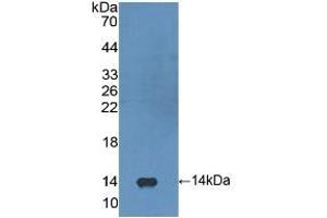 Detection of Recombinant FGF23, Human using Polyclonal Antibody to Fibroblast Growth Factor 23 (FGF23) (FGF23 anticorps  (AA 79-160))