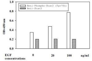 A431 cells were stimulated by different concentrat ions of EGF for 30 minutes at 37 °C