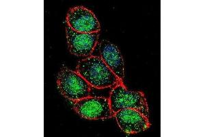 Immunofluorescence (IF) image for anti-Forkhead Box A2 (FOXA2) antibody (ABIN2996501)