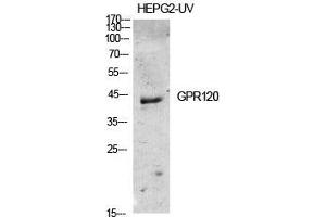 Western Blot (WB) analysis of specific cells using GPR120 Polyclonal Antibody. (O3FAR1 anticorps  (Internal Region))