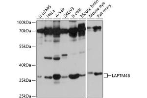 Western blot analysis of extracts of various cell lines, using LB antibody (ABIN7268341) at 1:1000 dilution. (LAPTM4B anticorps  (AA 218-317))