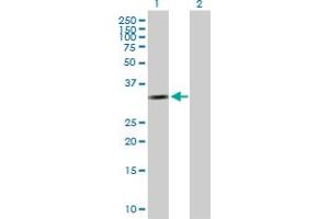 Western Blot analysis of CCND2 expression in transfected 293T cell line by CCND2 MaxPab polyclonal antibody.