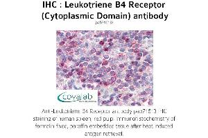 Image no. 1 for anti-Leukotriene B4 Receptor (LTB4R) (1st Cytoplasmic Domain) antibody (ABIN1736420)