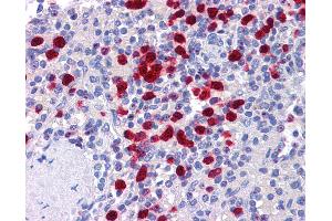 Anti-NLRP7 antibody IHC of human spleen. (NLRP7 anticorps  (N-Term))