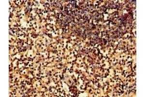 Immunohistochemistry of paraffin-embedded human spleen tissue using ABIN7169222 at dilution of 1:100 (WNK1 anticorps  (AA 1-207))