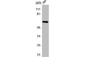 Western Blot analysis of 293 cells using ARMCX2 Polyclonal Antibody
