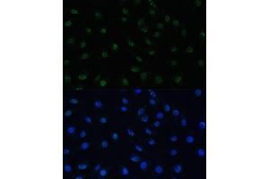 Immunofluorescence analysis of L929 cells using PELP1 Polyclonal Antibody (ABIN3023501, ABIN3023502, ABIN3023503 and ABIN6220149) at dilution of 1:100 (40x lens). (PELP1 anticorps  (AA 1021-1180))