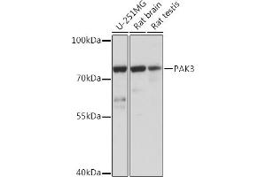 Western blot analysis of extracts of various cell lines, using P Rabbit pAb (ABIN7269162) at 1:1000 dilution.