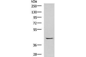 Western blot analysis of A549 cell lysate using GABPB1 Polyclonal Antibody at dilution of 1:1000