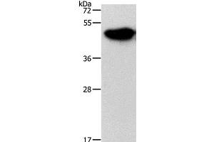 Western Blot analysis of Mouse brain tissue using NDRG3 Polyclonal Antibody at dilution of 1:1050