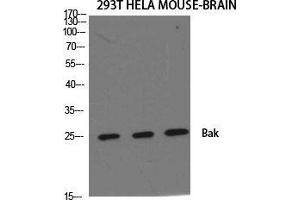 Western Blot (WB) analysis of specific cells using Bak Polyclonal Antibody. (BAK1 anticorps  (N-Term))