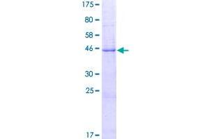 Image no. 1 for Lysozyme-Like 2 (LYZL2) (AA 1-194) protein (GST tag) (ABIN1309961)