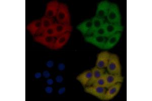 VSIG2 Mouse Monoclonal Antibody staining Hela cells by IF/ICC. (VSIG2 anticorps  (Internal Region))