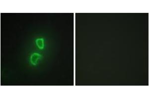 Immunofluorescence analysis of HepG2 cells, using TNFSF11 Antibody. (RANKL anticorps  (AA 41-90))