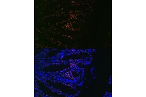 Immunofluorescence analysis of Mouse colon using CDX2 Rabbit mAb  at dilution of 1:100 (40x lens).